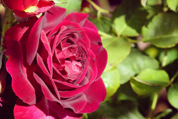 The velvet burgundy roses of rosa munstead wood 'ausbernard' in flower