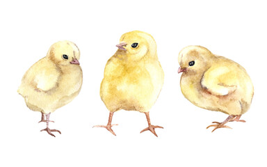 Watercolor chickens on a white background. Farm birds. Illustration for factory printing, postcards, easter and other types of design