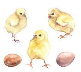 Watercolor chickens on a white background. Farm birds. Illustration for factory printing, postcards, easter and other types of design