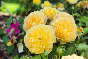 The yellow roses of rosa molineux 'ausmol' in flower