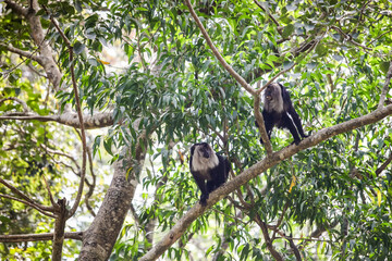 two adult lion-tailed black and grey macaques fight on tropical tree bunches
