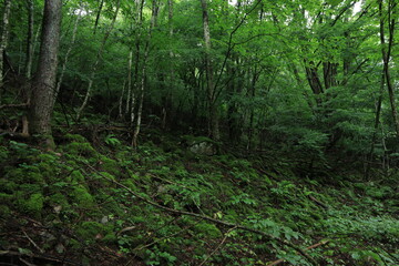 nature in Hinohara village  ,japan,tokyo
