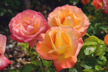 The peach and pink rose of rosa 'jam and jerusalem' frymojo in bloom