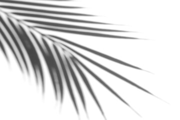 Shadow overlay effect for photo. Shadows from palm leaves and tropical branches on a white wall in sunlight.