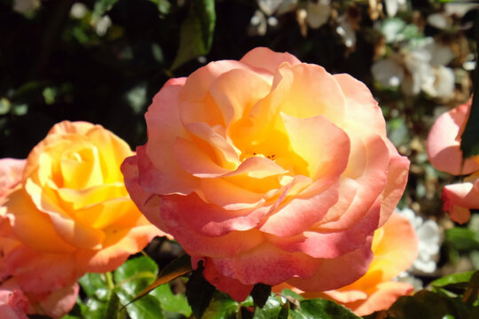 The peach and pink rose of rosa 'jam and jerusalem' frymojo in bloom