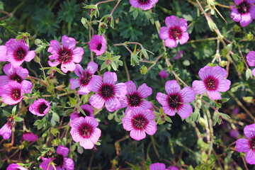 Fototapeta premium Pink hardy Geranium cinereum 'Jolly Jewels Night' in flower