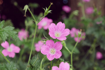 Fototapeta premium Pink hardy geranium oxonianum 'Wargrave Pink' in flower