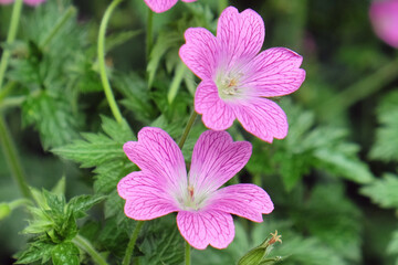 Pink hardy geranium oxonianum 'Wargrave Pink'  in flower