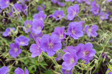 Fototapeta na wymiar Purple hardy geranium 'Orion' in flower