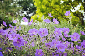 Purple hardy geranium 'Orion' in flower