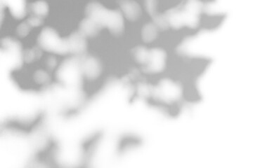 Shadow overlay effect for photo. Shadows from tree leaves and tropical branches on a white wall in sunlight.