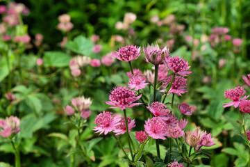 The delicate pink flowers of Astrantia 'Roma' in bloom