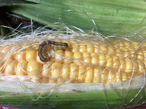 Corn scoop. Spodoptera frugiperda is a broad polyphage. Caterpillars damage rice, sugarcane, sorghum, corn, onions, peanuts, red or paprika, large-flowered chrysanthemum, garden cloves, Mexican cotton