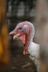 Turkey close-up side view