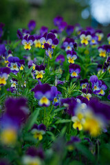 Fototapeta premium purple flowers in the garden