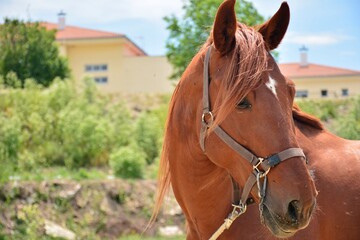 Obraz premium Detalle de la cabeza de un caballo color canela
