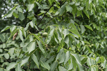 Obraz premium Walnut tree with growing nuts