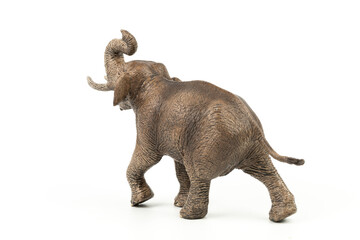 Male Asian Elephant Isolated on White Background