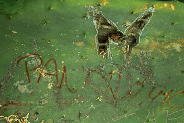 A Cactus with graffiti craved into it.