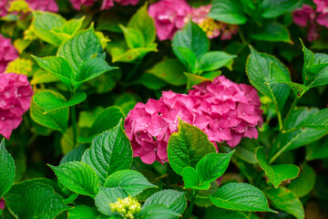 Flowers blossom on sunny day. Flowering hortensia plant. Pink Hydrangea macrophylla blooming in spring and summer in a garden. Web banner, nature background