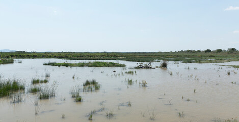 Wetlands in S'albufera, in this area, from various observation platforms, you have incredible views of the park, the Sierra de Tramuntana and you can observe birds among the vegetation.