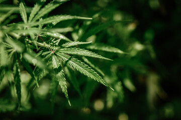 Growing organic cannabis background herb on the farm. Marijuana leaves cannabis plants a beautiful background Black background. Selective focus
