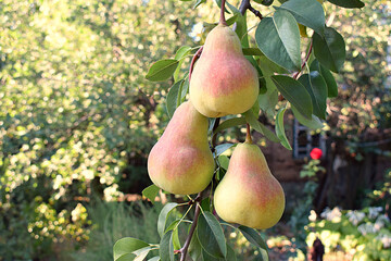 A branch of a tree with ripe yellow-red pears.