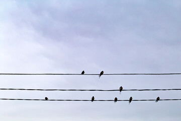 Swallows sit on wires against a gray sky