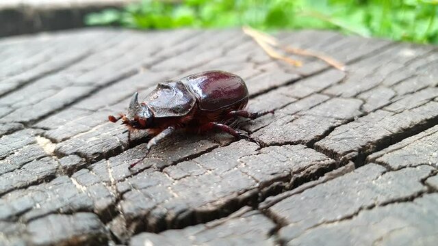 a great tropical rhinoceros beetle, Xylotrupes gideon, view of hole beetle and head, several takes.