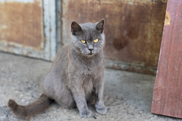 Homeless cat with yellow eyes