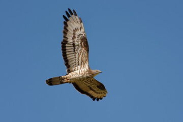 European Honey Buzzard (Pernis apivorus) - Pyrénées-Orientales, France