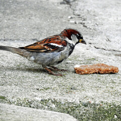 animal a bird called a common sparrow inhabiting shrubs in housing estates in the city of Białystok in Podlasie in Poland