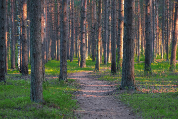 Path in a pine forest, on a summer sunny day among tall trees
