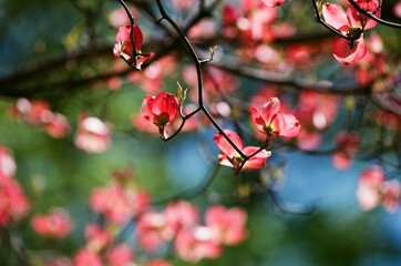 Flowers against the blue skies