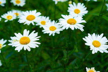 Blooming daisies growing in the ground