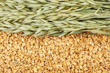 Oat plant and oatmeal flakes background. Close up of yellow oat flakes and green oat ears.