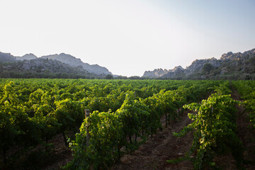 Fototapeta na wymiar Vineyards in Mallorca Island located in the north in the island