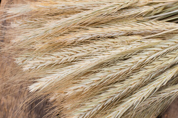 Bunch of barley ears close up. Ears of barley background. Agriculture concept.