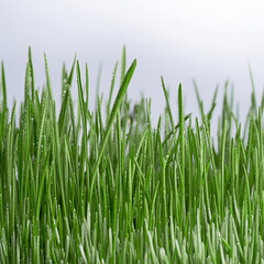 wheat sprouts in drops of water, healthy food
