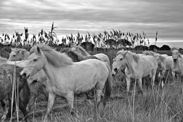 Camargue