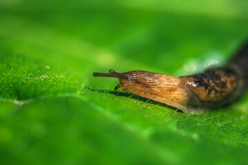 snail on a green leaf. slug close up.