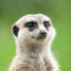 ミ―アキャットの可愛いポートレート meerkat