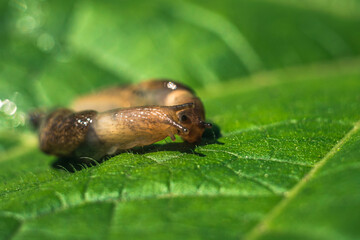 snails on a leaf. pair of slugs close up.