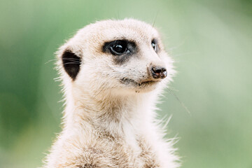 ミ―アキャットの可愛いポートレート meerkat