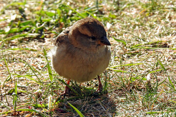 animal a bird called a common sparrow inhabiting shrubs in housing estates in the city of Białystok in Podlasie in Poland