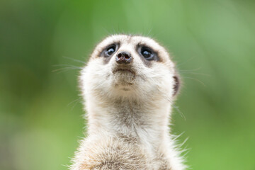 Fototapeta premium ミ―アキャットの可愛いポートレート meerkat