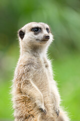 ミ―アキャットの可愛いポートレート meerkat