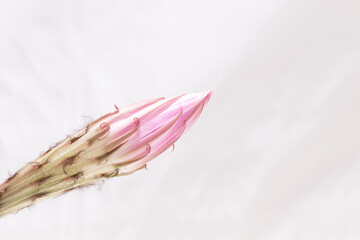 white pink Cactus Flower Echinopsis Eyriesii