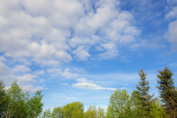 Obraz premium Blue summer sky with cumulus clouds over tree top