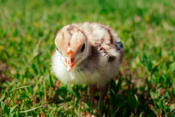 Naklejka na ściany i meble Little turkey on green grass. Turkey-poult close up. Turkey chick walking in the air. Eco farm